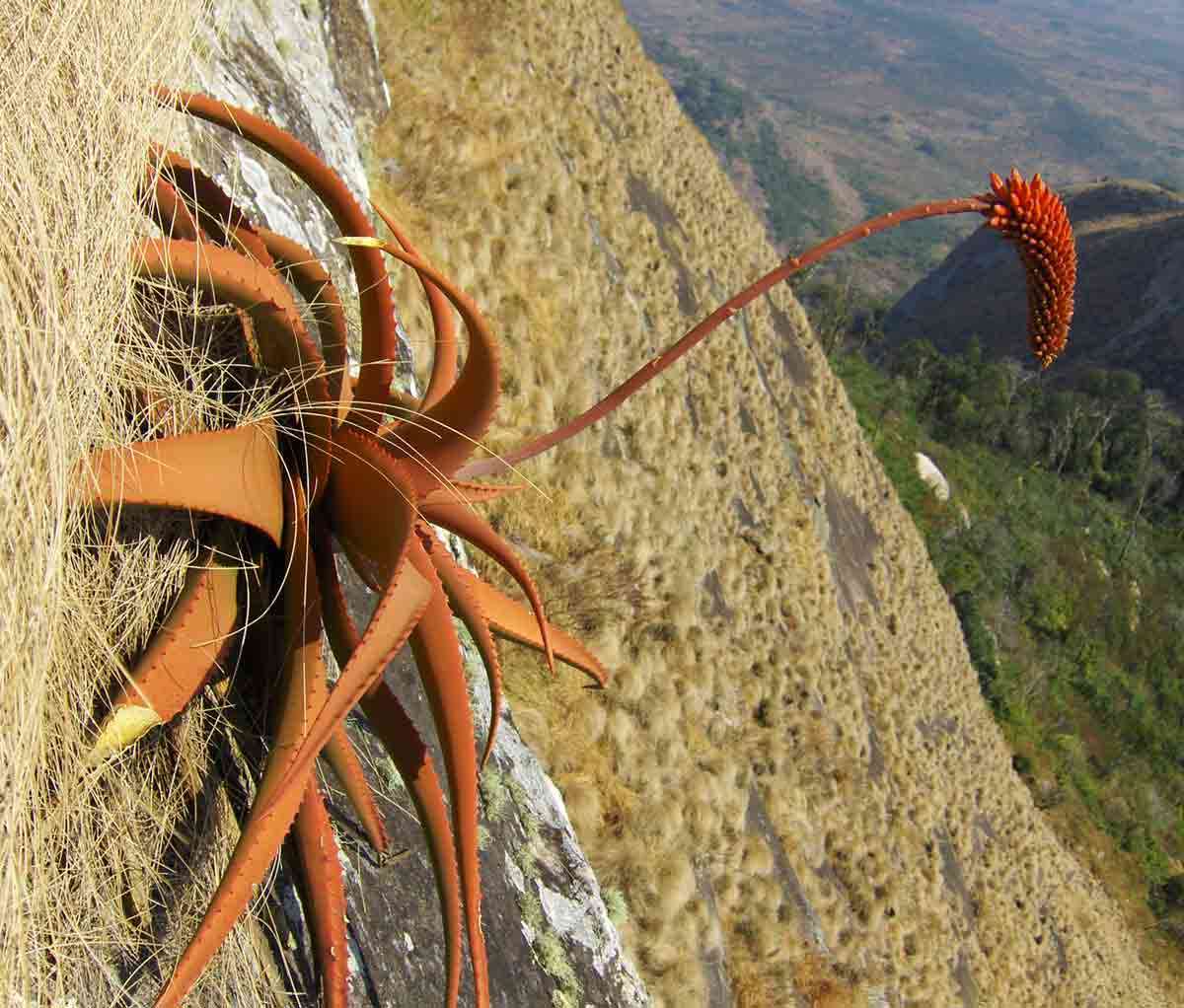 Imagem de Aloe decurva Reynolds