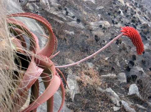 Image of Aloe decurva Reynolds