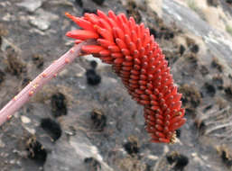 Image of Aloe decurva Reynolds