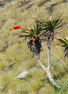 Image of Aloe mawii Christian