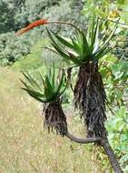 Image of Aloe mawii Christian