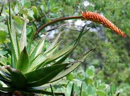 Image of Aloe mawii Christian