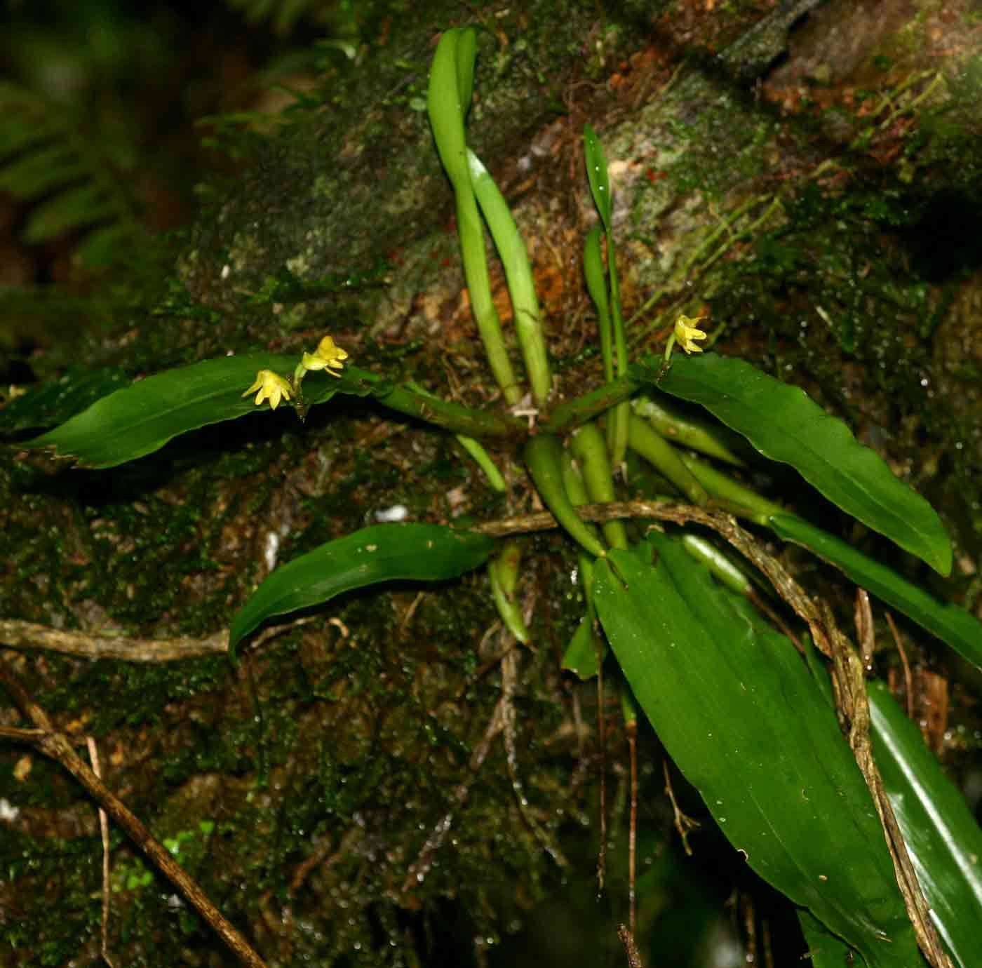Image of Yellowspike orchids