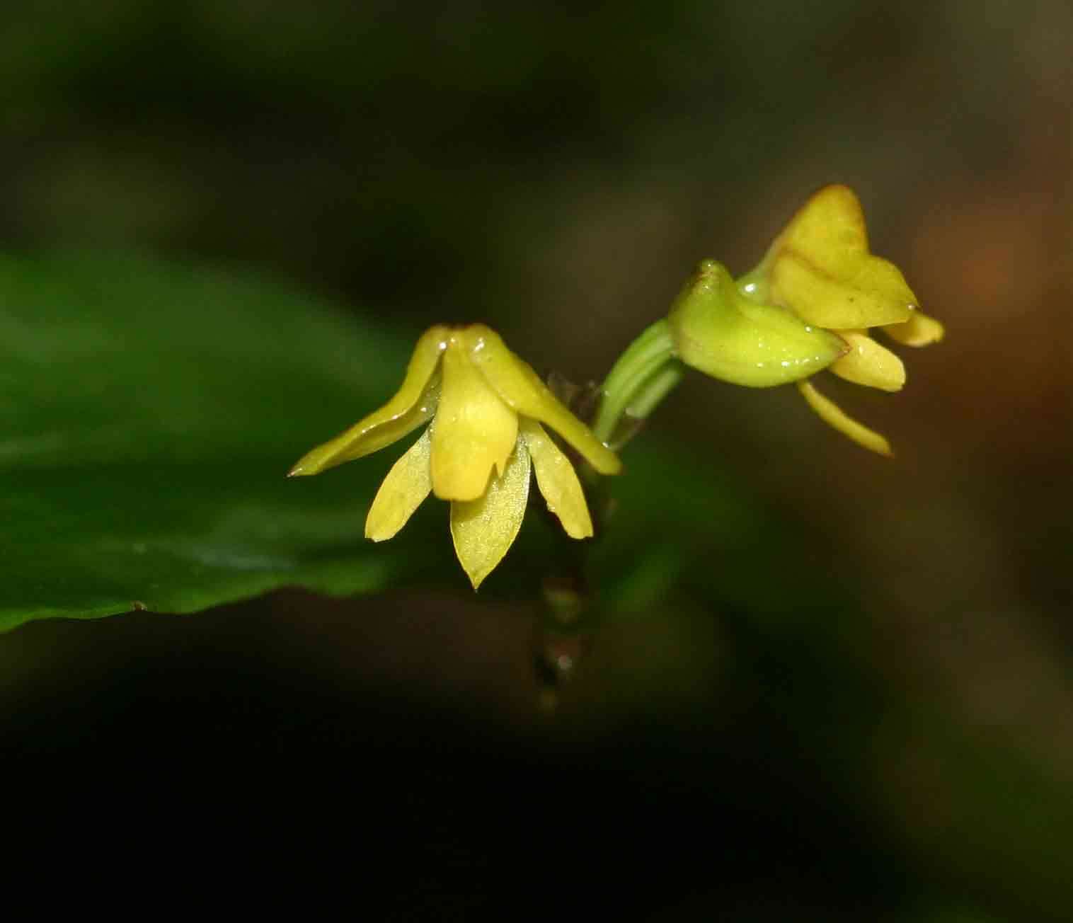 Image of Yellowspike orchids