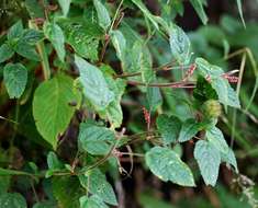 Image of Acalypha welwitschiana Müll. Arg.