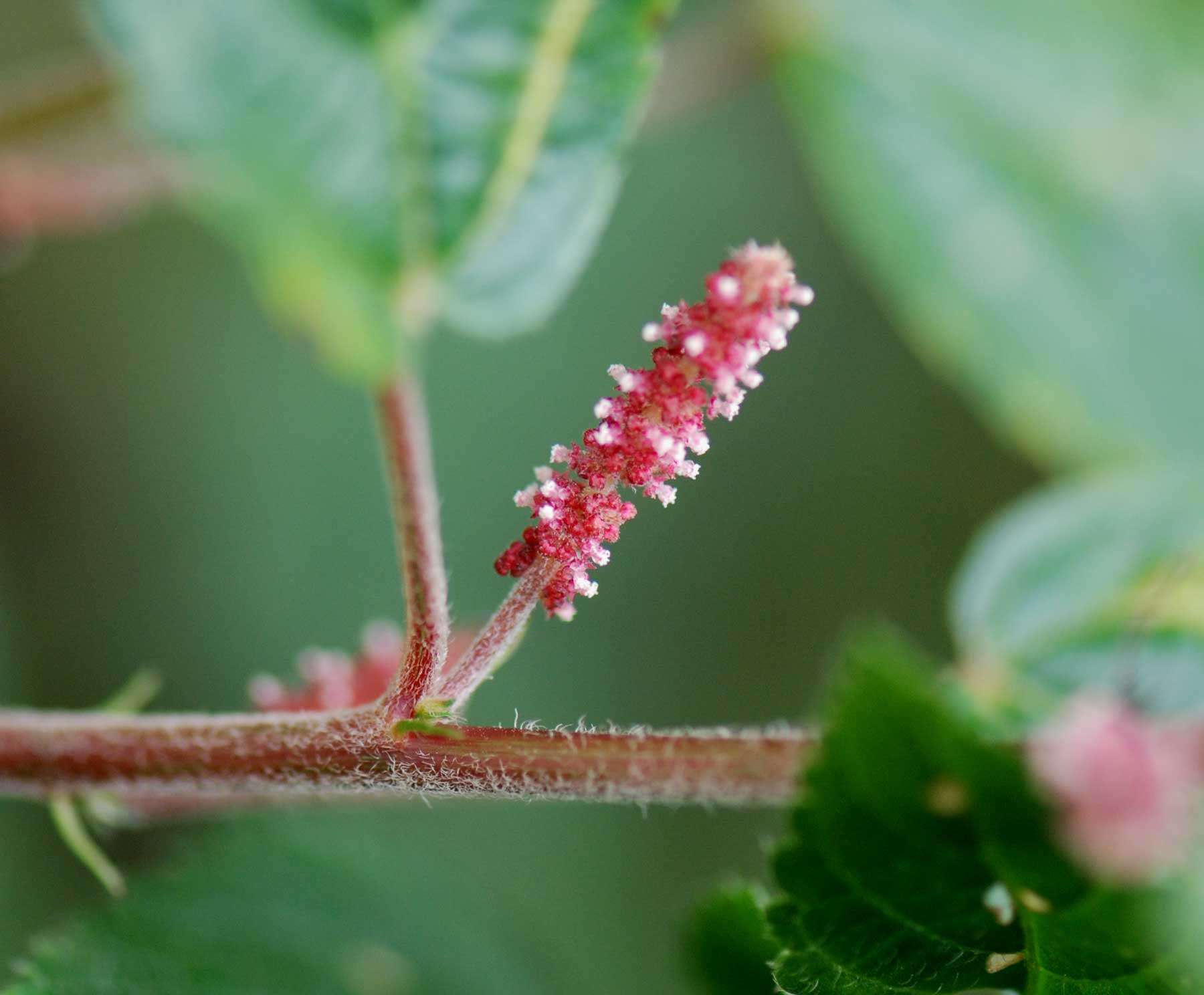 Imagem de Acalypha welwitschiana Müll. Arg.