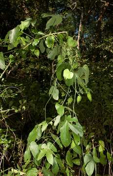 Dalechampia scandens L.的圖片