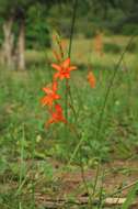 Image of Flame freesia