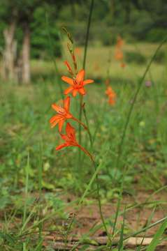 Image of Flame freesia