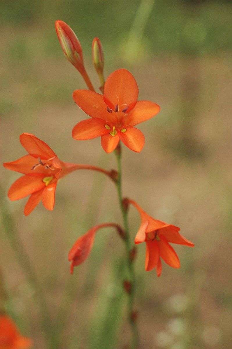 Image of Flame freesia