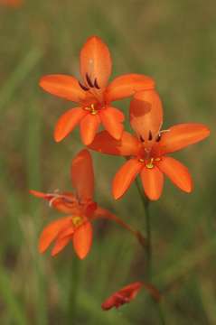 Image of Flame freesia