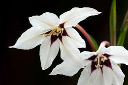 Image of Gladiolus murielae Kelway