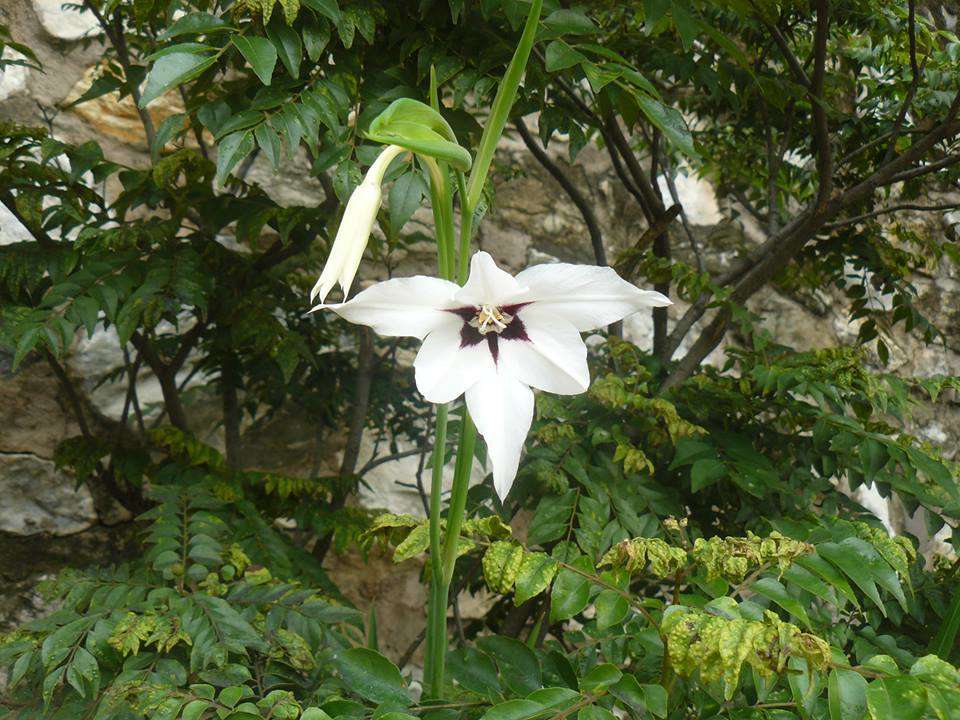 Image of Gladiolus murielae Kelway