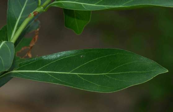 Image of Climbing butterspoon