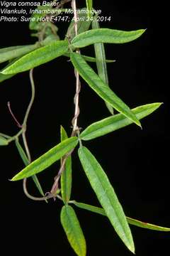 Image of Vigna comosa Baker