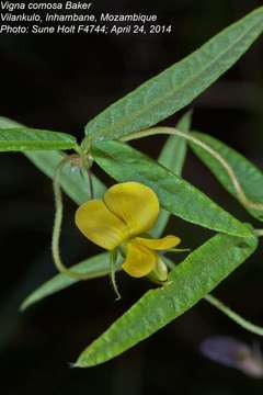 Image of Vigna comosa Baker