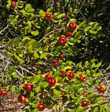 Image of Dune star-apple