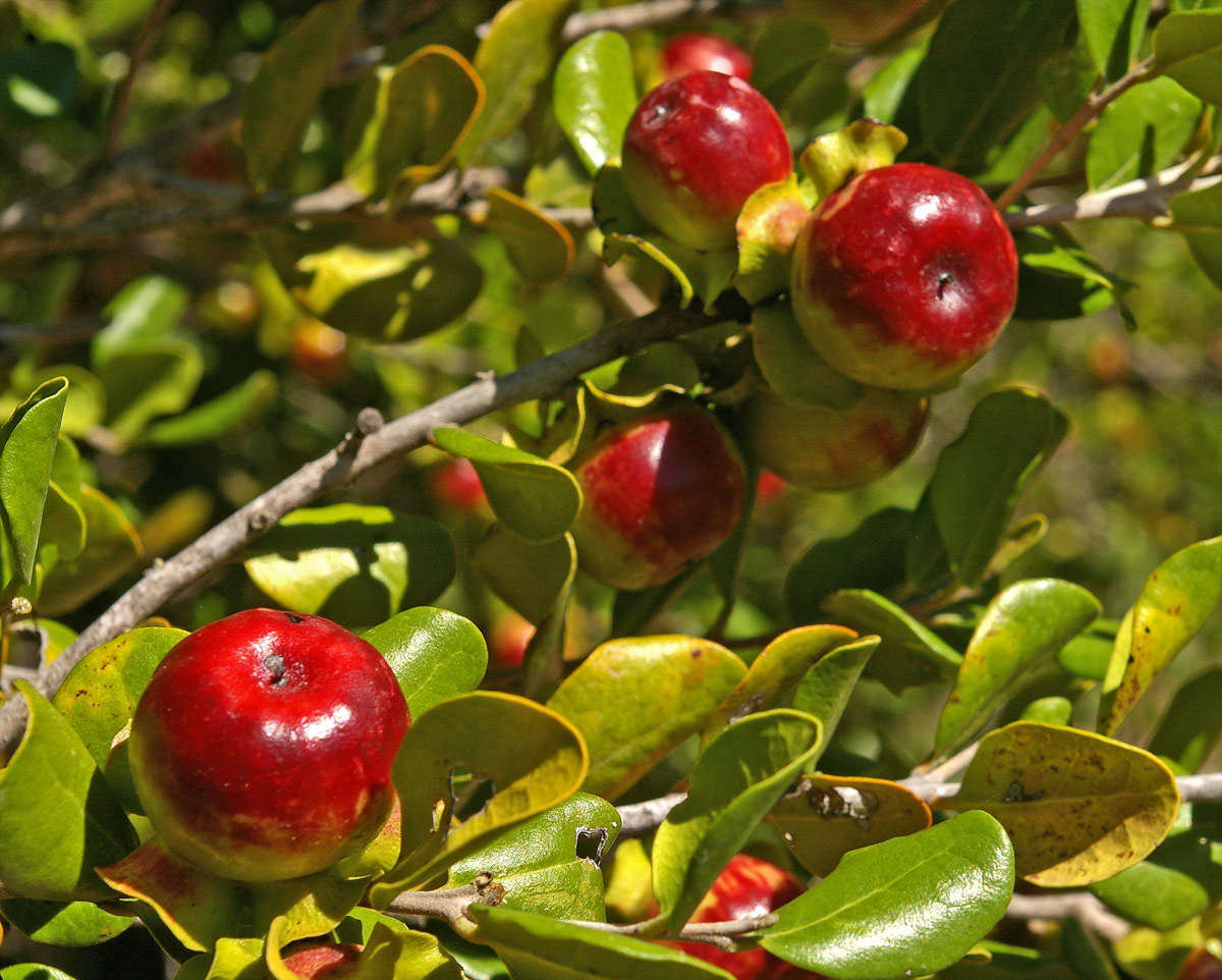 Sivun Diospyros rotundifolia Hiern kuva