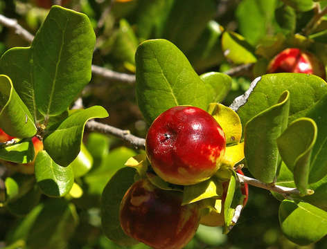 Sivun Diospyros rotundifolia Hiern kuva