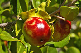 Sivun Diospyros rotundifolia Hiern kuva