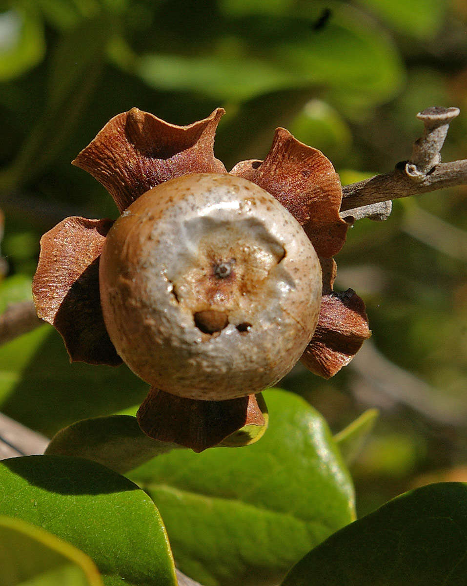 Sivun Diospyros rotundifolia Hiern kuva