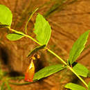 Image of Halleria elliptica Thunb.