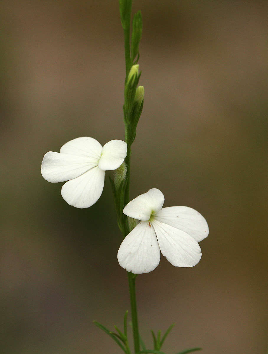 Image of Witchweed