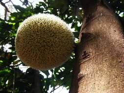 Image of African breadfruit