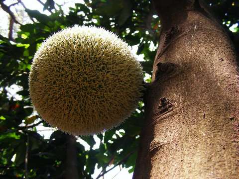 Image of African breadfruit