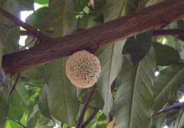 Image of African breadfruit