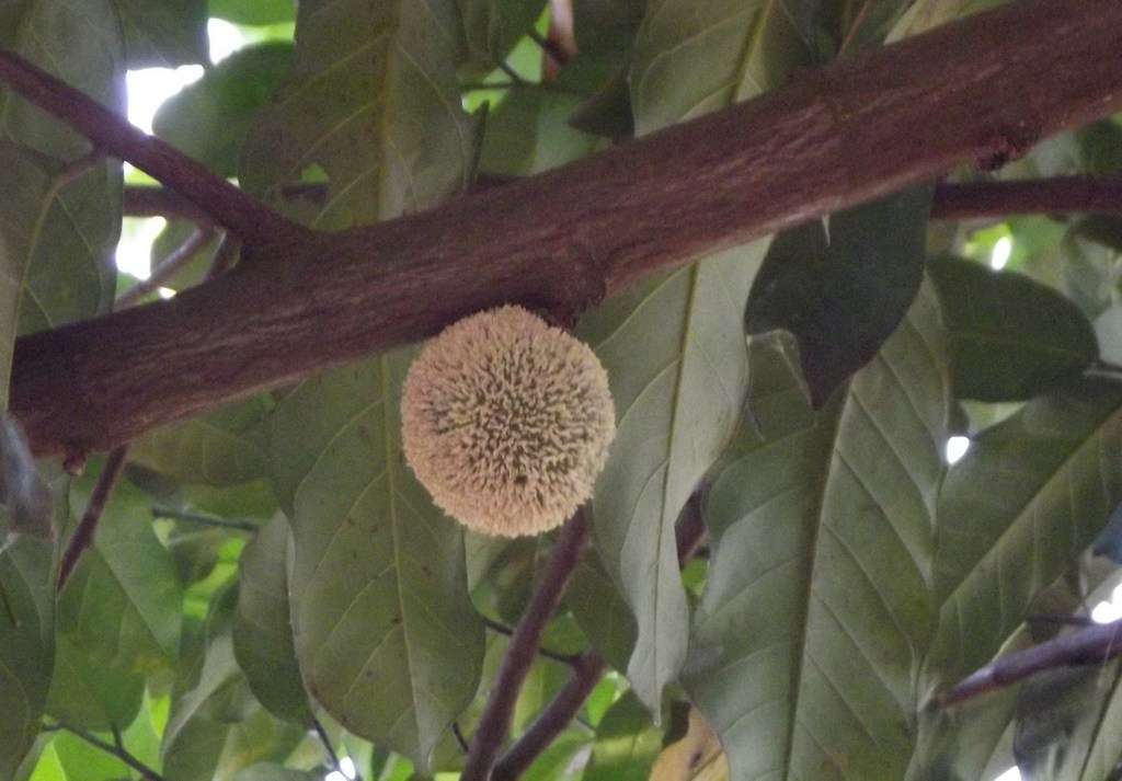 Image of African breadfruit