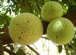 Image of African breadfruit