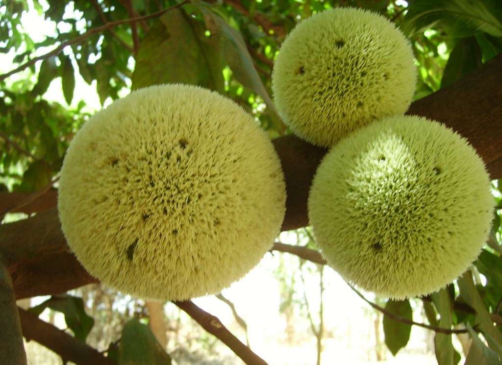 Image of African breadfruit