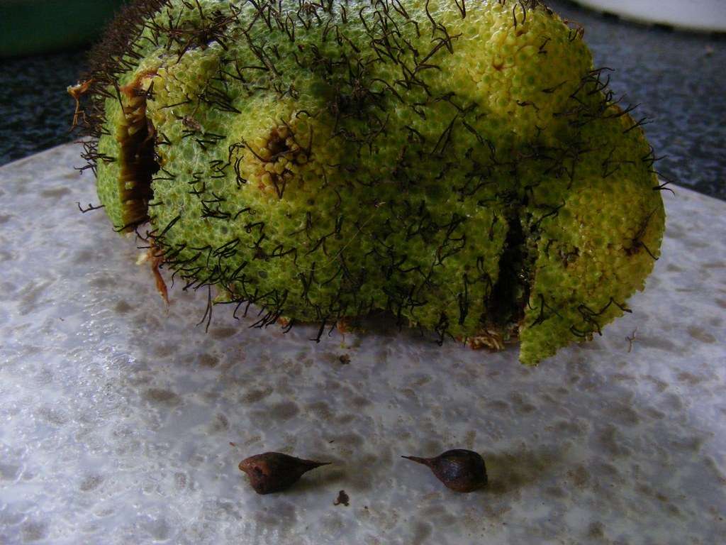 Image of African breadfruit