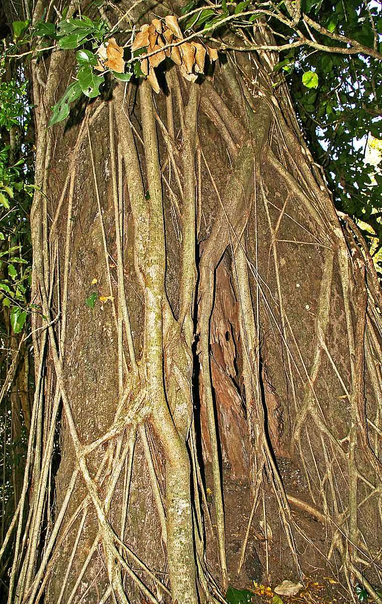 صورة Ficus lingua Warb. ex De Wild. & Dur.