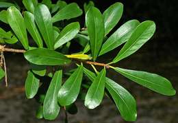 صورة Ficus lingua Warb. ex De Wild. & Dur.