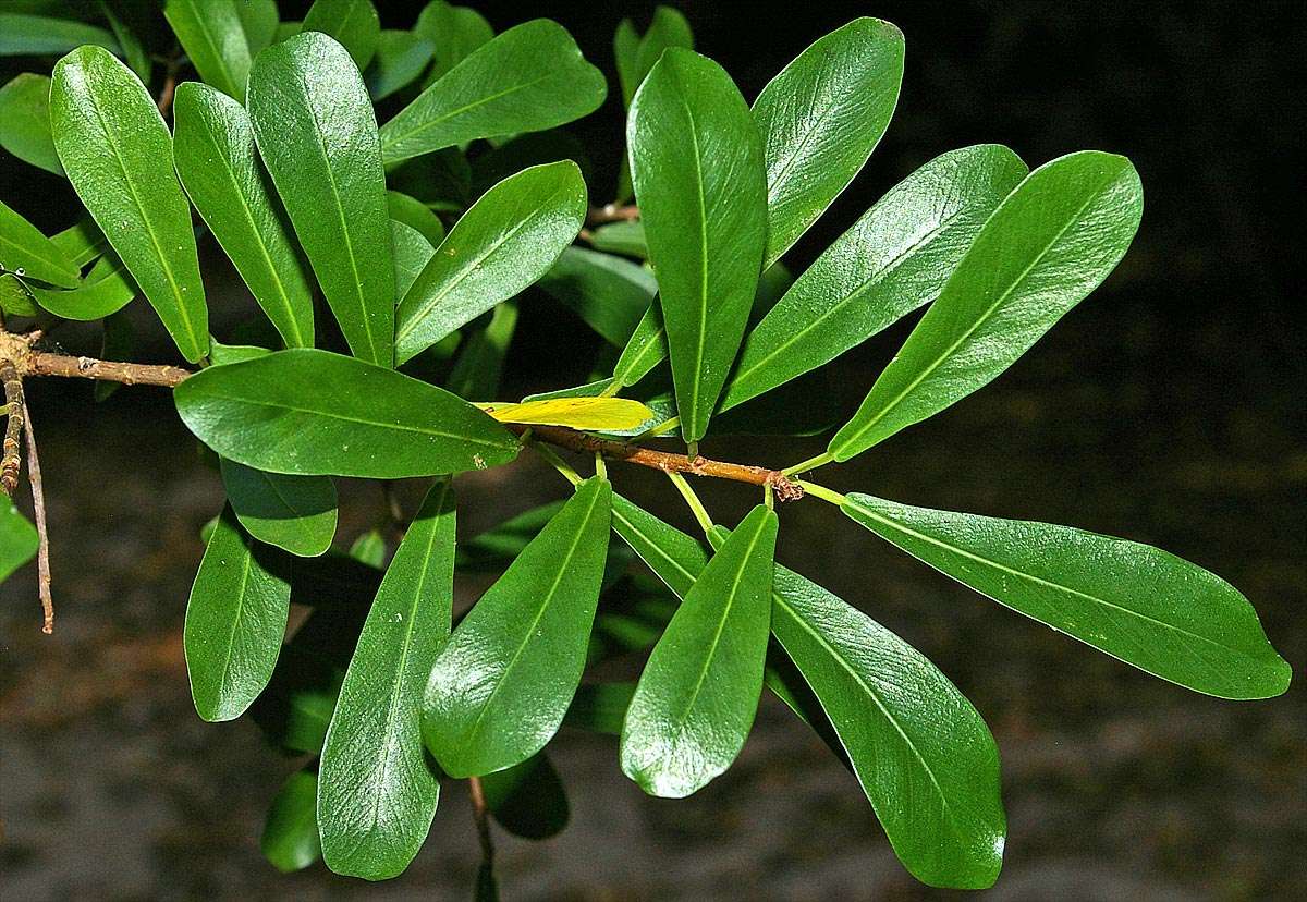 Image of Ficus lingua Warb. ex De Wild. & Dur.