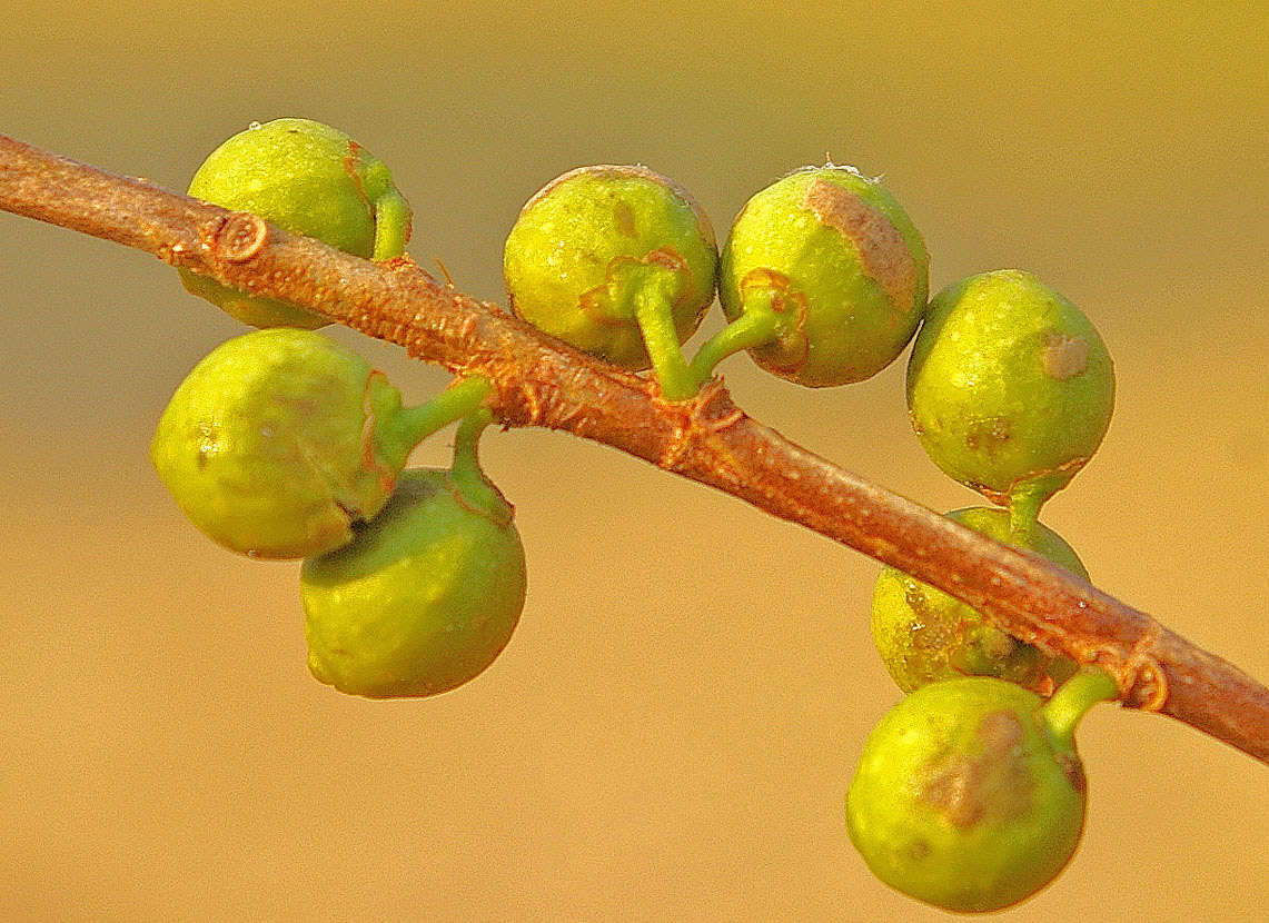 Image of Ficus lingua Warb. ex De Wild. & Dur.