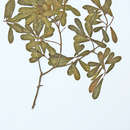 Ficus lingua Warb. ex De Wild. & Dur.的圖片