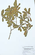 Image of Ficus lingua Warb. ex De Wild. & Dur.