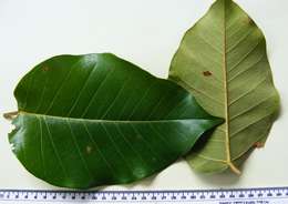 Ficus ovata Vahl的圖片