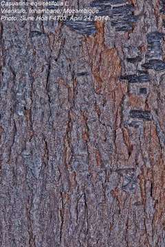 Image of sheoak