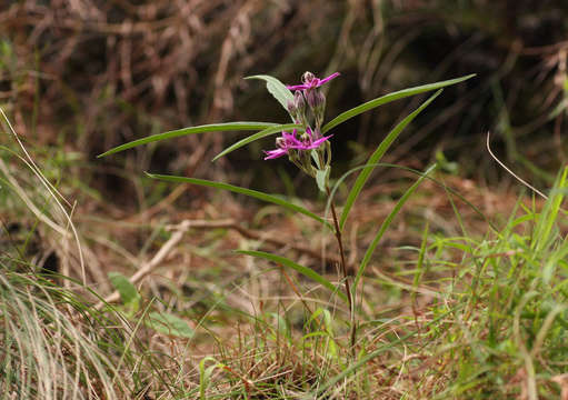 Image of Raphionacme splendens Schltr.