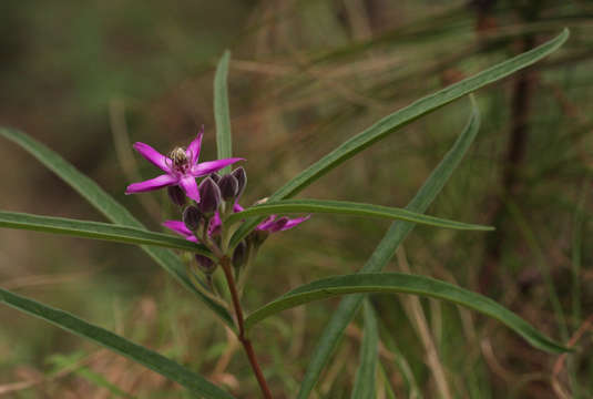 Image of Raphionacme splendens Schltr.