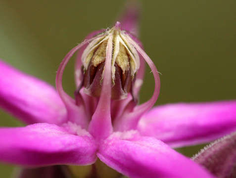 Image of Raphionacme splendens Schltr.