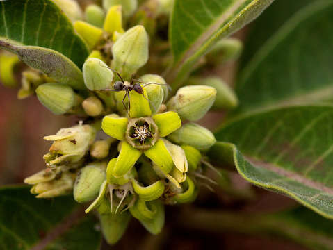 Image of Raphionacme utilis N. E. Br. & Stapf