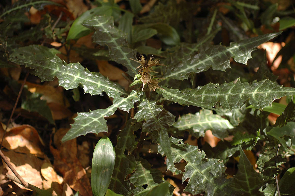 Image of acanthus