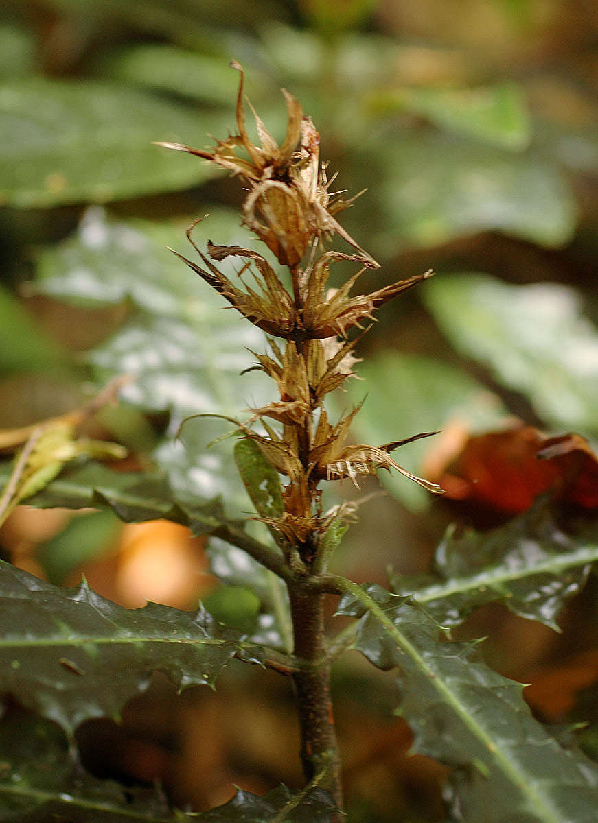 Image of acanthus