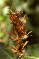 Image of acanthus