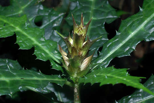 Image of acanthus